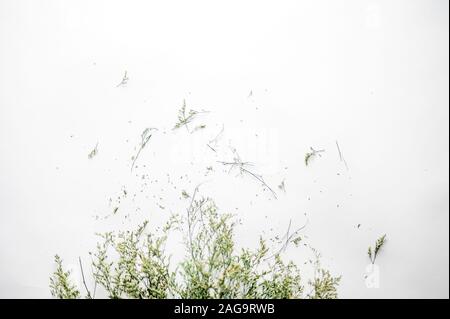 Oben Schuss von Pflanzenzweigen mit gebrochenen Stücken auf einem Weiße Oberfläche Stockfoto