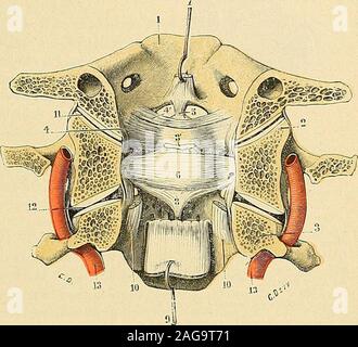 . "Traité d'anatomie humaine: beschreibende Anatomie, Histologie, Développement. Okzipitalen et transverso - axoïdien en représentent Le bras supé-Rieur et le Bras inférieur. b. Apophyse odontoïde de Lachse. - Lapophyse odontoïde ou plus simplementla denty qui occupe lecenter de lanneau atloï-do-transversaire et quijoue dans cette articula- le rôle de Pivot, aété Déjà décrit, en Ostéo-logie, à propos de Lachse (Voy. S. 54). Nous nouscontenterons de rappelerici Quelle calement sélève verti-au-dessus de cette vertèbreet ducorps Quelle nous présentedeux Facetten articulai-res: Lune, antérieure, répond Stockfoto