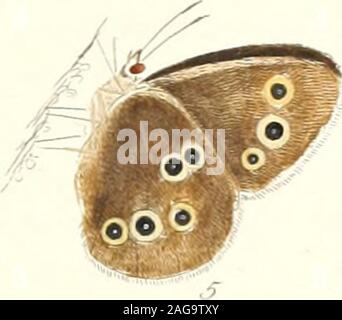 . Die papilios von Großbritannien: systematisch angeordnet, genau eingeprägt, und aus der Natur mit der natürlichen Geschichte der einzelnen Arten lackiert.... Stockfoto