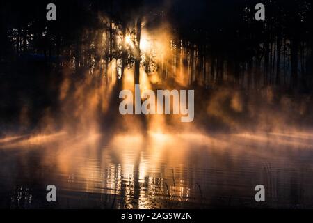 Sun Rise in Pang-ung, Pinienwald in Thailand Stockfoto