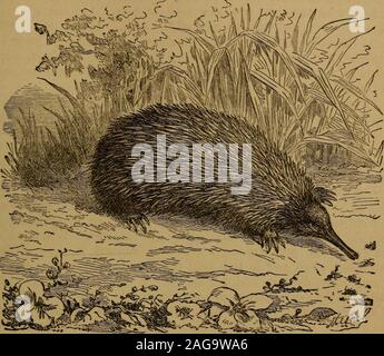 . Kleine Leute in Federn, Fell, und andere, weder in. seinem Vetter der gleichen kriegerischen Veranlagung ist eine native und Isvery nützlich zu den Indianern. Sie essen sein Fleisch, seine Haut forvarious Zwecke verwenden, und mit seinen Stacheln - die sie Farbstoff in brightcolors - Sie sticken Zahlen über ihre Rinde Werke und die moc-casins. Es gibt noch ein anderes Tier in Australien leben und rief eine Porcu - Kiefer, obwohl sein Name sollte Porcupine Ant-Eater werden. Hier ist apicture von ihm. Er hat einige merkwürdige Weise. Wenn er verfolgt wird, er willsettle auf dem Boden, Bogen hoch seiner zurück, alle vier Beine unter ihm, und die Kratzer weg die groun Stockfoto