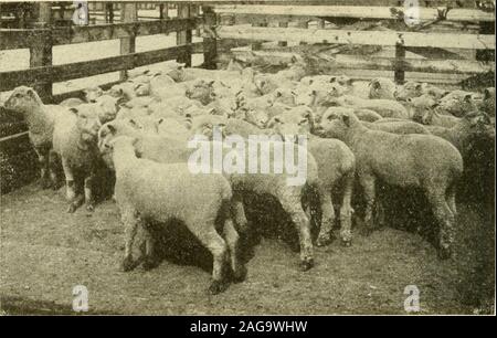 . Arten und Klassen von Live Stock. t es gibt weniger wethers erreichen Der marketeach Jahr, und, da die Nachfrage nach gekleidete Lamm scheint des-tined zu erhöhen, das anteilige Anzahl der wethers willundoubtedly weiter zu verringern, besonders wenn landstrichs Zeilen weiter durch den Bereich Bezirke ausgedehnt werden. Gegenwärtig ist die rangeman hat einen Platz für wethers Wenn seine Loca-tion ist derart, dass die Verbringung der Tiere ist schwierig und aufwendig, wenn er sehr billig, Weiden und kann 190 Arten und Klassen von Live Stock seine Tiere bei sehr niedrigen Kosten produzieren, oder wenn er hat zu wenige Stockfoto