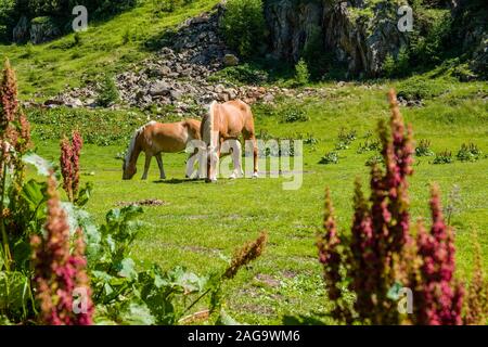 Eine kleine Herde von Haflinger Pferden, auch als Avelignese, Beweidung auf einer Weide in einem Wald bekannt Stockfoto