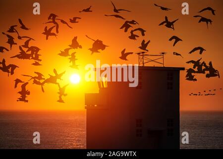 Schwarm Gänse, bei Sonnenuntergang, Latrabjarg, Westfjorde, Island Stockfoto