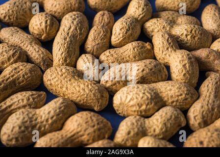 Ein Haufen von gerösteten Erdnüssen auf eine trendige blauer Hintergrund mit Platz für Design und Ihren Text. Konzept. Landwirtschaft Stockfoto