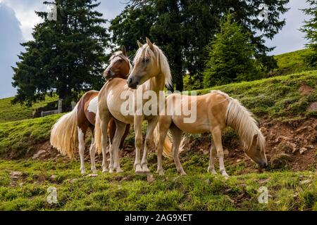 Eine kleine Herde von Haflinger Pferden, auch als Avelignese, Beweidung auf einer Weide in einem Wald bekannt Stockfoto