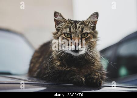 Einsame Hofkatze mit grünen Augen auf der Haube eines schwarzen Autos. Wunderschönes Tier, das auf eine Kamera blickt. Die Katze erwärmt sich. Nahaufnahme. Stockfoto