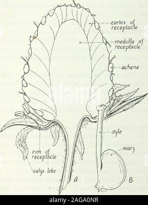 . Lehrbuch der pastoralen und landwirtschaftliche Botanik, für die Untersuchung der schädlichen und nützlichen Pflanzen von Land und Hof. Occidentalis und R. strigosus). - Die erste mentionedspecies ist die Schwarze Himbeere und die zweite die rote Himbeere. Bothare heimisch in Amerika. Erdbeere {Fragaria). - Drei Arten muss als thecultivated, betrachtet werden. Die frühen Siedler im Osten der Vereinigten Staaten Multi-kulti- die Wilde Erdbeere {Fragaria virginiana). Versuche der Europäischen beenmade Erdbeere {FRAGARIA VESCA) wachsen kann, aber es hat beenlimited. Die meisten unserer kultivierten Erdbeeren gehören zu den Arten, F. Stockfoto