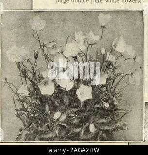 . Dreer's 1913 Garten Buch. oz., 30 cts. 5 1732 TracheMum (CoventryBells). Eine robuste Sorte, 2 bis 3 Meter hoch, mit großen blauen Fluss-ers im Juli und August 5. Campanula Cakpatica. ering Jahrbücher, der einfachsten Kommunikationskultur, gut tun in jedem sunnyposition, Blühen den ganzen Sommer über andexcellent zum Schneiden und massing. Am besten ist es, sie zu säen, wo sie blühen, Ausdünnen tostand 6 Zoll bis 12 Zoll auseinander. Durch die Beibehaltung der alten Schnittblumen aus der Blütezeit untillate Herbst verlängert werden können. pf. r pkt. 1696 Bicolor Nana. Der Zwerg, kompakt, auch Wachstum; Blumen klar yellowwith kleine Granat Auge; Stockfoto