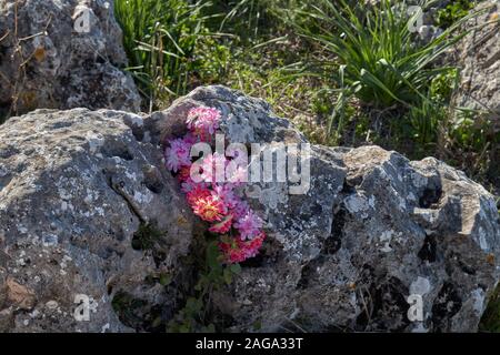 Wilde Blumen in einem Felsen am hohen Berg. Stockfoto