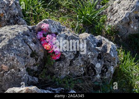 Wilde Blumen in einem Felsen am hohen Berg. Stockfoto