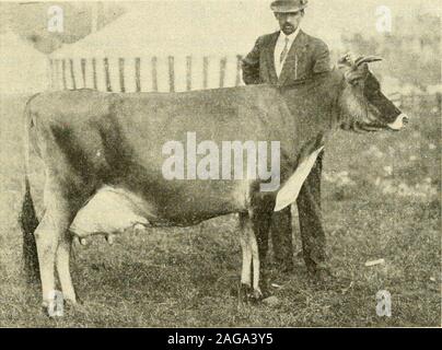 . Arten und Klassen von Live Stock. und Aufzeichnungen gemacht, die dazu beitragen, dass insbesondere revealthe Wert der Stier oder die Kuh; dies ist aber muchmore lästig und teuer als die Prüfung von dairycows und die resultierenden Datensätze sind eher mager und lesssignificant. Die Erzeuger müssen sich auf der Hand und eyein ihr Vieh Bewertung und auf solche Datensätze wie die gainsmade, Kosten der Gewinne, Preise für Tiere gesendet Mar- ket, und das Dressing Prozentsätze. Die andere Methode der Beurteilung von Milchkühen besteht aus adetaillierte Studie des Tieres, und eine Prüfung für bestimmte Arten und Markt C Stockfoto