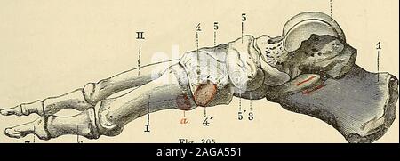 . "Traité d'anatomie humaine: beschreibende Anatomie, Histologie, Développement. le Con-OS DU PIED 337 dyle nous présente une fossette rugueuse et, en arrière Delle, un, tubercule pourlinsertion des Bänder latéraux de larticulation métatarso - phalangienne. 2° Caractères différentiels des métatarsiens. - Les métatarsiens diffèrentbeaucoup entre eux par leur Band et leur Länge. Ce point de vue, le premierest de beaucoup le plus court, mais Il est aussi le plus volumineux. Vient ensuitele Stufe cinquième, qui est à la fois plus Gericht et * volumineux que chacun desmétatarsiens du Milieu. Des Stockfoto