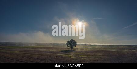 Allein Baum auf Wiese bei Sonnenuntergang mit Sonne und Nebel Stockfoto