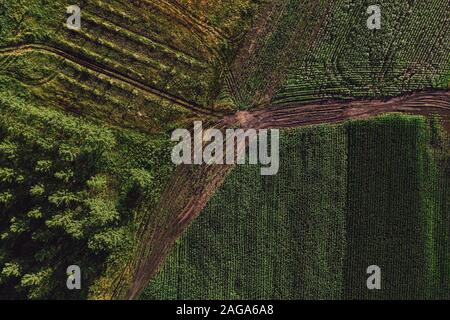 Luftaufnahme der Schmutz der Straße in die Landschaft, zwischen Kornfeld und cottonwood Wald, Ansicht von oben von drohne pov Stockfoto