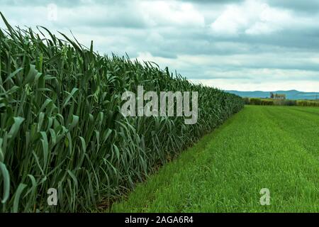 Grüner Hafer (Avena sativa) Plantage, Anbau von Getreide auch als gemeinsame Oat für seine Körner bekannt, selektiver Fokus Stockfoto