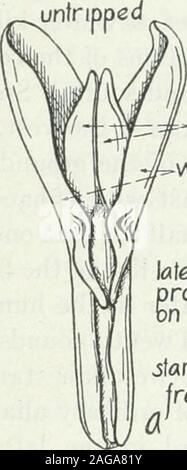 . Lehrbuch der pastoralen und landwirtschaftliche Botanik, für die Untersuchung der schädlichen und nützlichen Pflanzen von Land und Hof. 8 cm Lang, die ihre vitaHty für manyyears (Bild behalten. 77). Sorten. - Es gibt ein gentestgesetz Anzahl Sorten im Anbau ofalfalfa. Es isa winterharte Sorte geeignet für. Ausgelöst win^5 aera? i^staminal tubefree Staubblatt o! Stockfoto