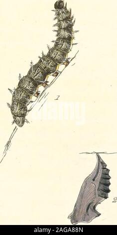. Die papilios von Großbritannien: systematisch angeordnet, genau eingeprägt, und aus der Natur mit der natürlichen Geschichte der einzelnen Arten lackiert.... Stockfoto