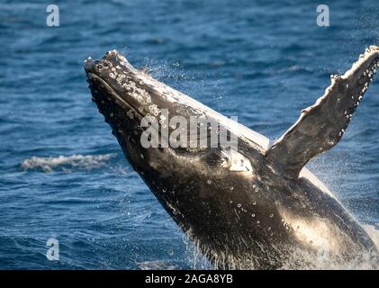 Humpback Wal gesichtet in der Nähe von Fraser Island, vor der Küste von Hervey Bay, Queensland, Australien Stockfoto