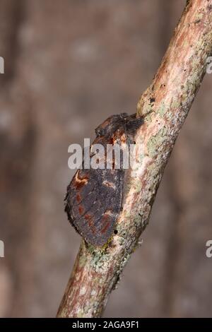 Bügeleisen Prominente Motte (Notodonta dromedarius) ruht auf Zweig, Wales, Juli Stockfoto