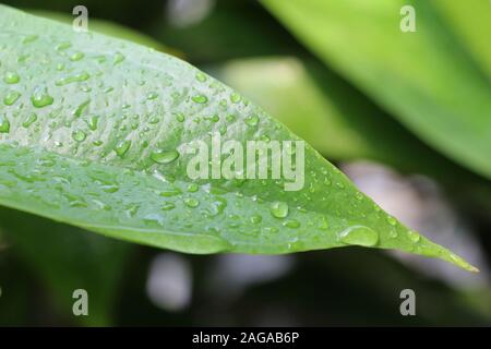 Wassertropfen auf grünen Blättern Stockfoto
