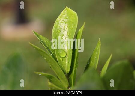 Wassertropfen auf kleine Blätter Stockfoto