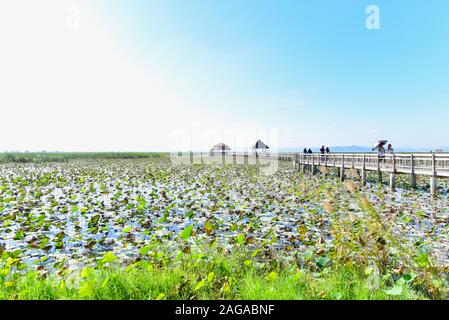 Bung Bua oder Lotus Lake in Khao Sam Roi Yot Nationalpark in Thailand Stockfoto