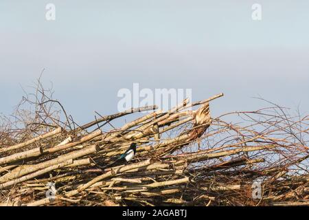 Magpie sitzt auf einem Haufen von Zweigniederlassungen Stockfoto