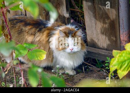 Porträt einer bunten flauschige Katze sitzt, auf dem Boden neben einer grünen Anlage Stockfoto