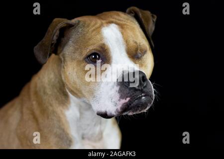 Porträt eines einäugigen Grubenbullen im Studio, mit schwarzem Hintergrund Stockfoto