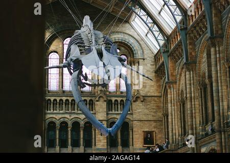 LONDON, GROSSBRITANNIEN - 04 Nov, 2017: ein Low Angle Shot eines Fossil in der Luft in das Naturhistorische Museum von London gehängt Stockfoto