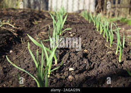 Zwei Reihen von Knoblauch in den Garten gepflanzt. Bild mit Tiefenschärfe. Stockfoto