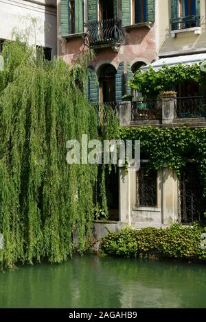 Blick auf typische venezianische Häuser entlang des Flusses Sile, Riviera Santa Margherita. Trauerweide auf dem Wasser. Treviso, Venetien, Italien, Europa EU Stockfoto