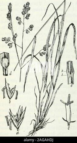 . Lehrbuch der pastoralen und landwirtschaftliche Botanik, für die Untersuchung der schädlichen und nützlichen Pflanzen von Land und Hof. tes, dass es weitgehend isrelatively Multi-kulti-viert in Virginia, North Carolina, Tennessee, nämlich entlang thesouthern Grenze des timothyregion. Die Landwirtschaftlichen Experi- ment von Arkansas recom empfiehlt die Verwendung von Orchard grassfor ständigen Wiesen und Pas-turen, die als der beste Gras für thatpurpose. Er gedeiht auch westlich der Cascade Mountains im Nordwesten thePacific. Wiese Foxtail (Alopecuruspratensis). - Diese Gras resemblestimothy, für die es von sometimestaken ist Stockfoto