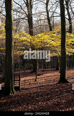 Eine junge Buche Fagus sylvatica mit goldgelben Blätter mit Hintergrundbeleuchtung durch späte herbstlichen Sonnenlicht in Thorndon Park North in Brentwood, Essex, an. Stockfoto