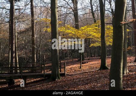 Eine junge Buche Fagus sylvatica mit goldgelben Blätter mit Hintergrundbeleuchtung durch späte herbstlichen Sonnenlicht in Thorndon Park North in Brentwood, Essex, an. Stockfoto