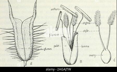 . Lehrbuch der pastoralen und landwirtschaftliche Botanik, für die Untersuchung der schädlichen und nützlichen Pflanzen von Land und Hof. ); B und C, XS-(Robbins.) fällt Segmente der gewöhnlichen monocotyledons, wie die Lilie, sind vertreten durch drei (Bambus), zwei (die meisten Gräser), oder eine einzelne kleine bodyknown als lodicule, oder ein squamula. Es ist die Schwellung Dieser lodiculeswhich bewirkt die Trennung von Lemma aus Buche, die den anthersand Stile zu entwickeln. Ein Blümchen ohne lodicules öffnet sich nie. Thestamens der Gräser haben lange Filamente und Antheren, die reallyadnate sind, aber durch das Wachstum des Stockfoto
