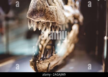 Nahaufnahme eines Dinosaurierschädels Zähne in einem Glas Feld Stockfoto