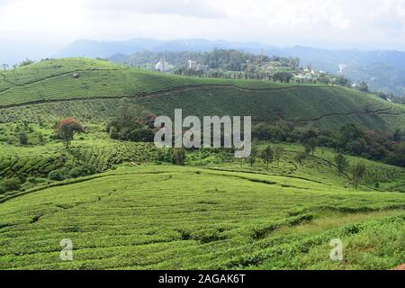 Tee Plantage in Munnar Kerala Stockfoto