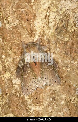 Lobster Moth (Stauropus fagi) Männliche ruhenden getarnt auf Baumstamm, Wales, April Stockfoto