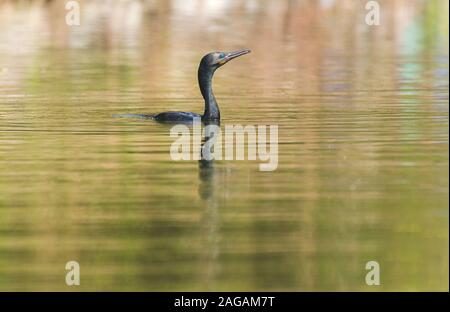 Nahaufnahme des Kopfes eines schönen Doppelkrempelkormorans Blick aus dem Wasser des Sees Stockfoto