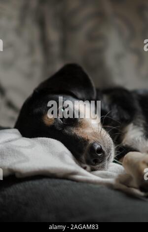 Vertikale Nahaufnahme eines niedlichen Begleithundes mit Kind Augen liegen auf dem Bett Stockfoto