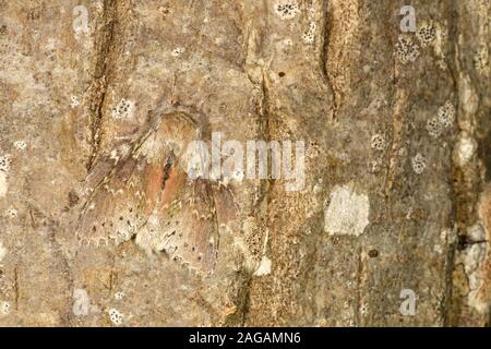 Lobster Moth (Stauropus fagi) Männliche ruhenden getarnt auf Baumstamm, Wales, April Stockfoto