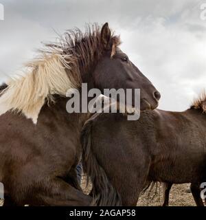 Islandpferd Sammeln, Island Stockfoto