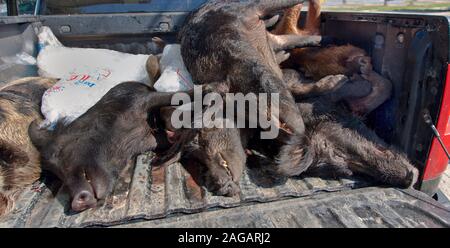 Die wilden Schweine uns scrofa', Tüten, Pickup Truck. Stockfoto