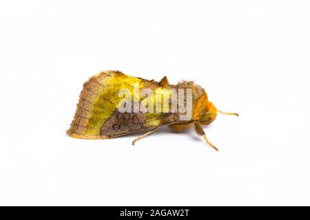 Glattes Erz Moth, Diachrysia chrysitis, Catbrook, Juni. Familie Noctuidae. Stockfoto