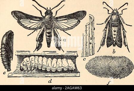 . Jahresbericht der North Carolina landwirtschaftliche Experiment Station. Aber Kerosin Emulsion mit einer Stärke von 10 Prozent willkill die jungen Nymphen beim Stillen in Gruppen. Insektenschutzmittel Sprays orpowders (siehe S. 43) sind einiges wert. Sauber Kultur.-Brennen alle Müll und alten Anlagen, sowohl nach thecrop gesammelt und im Herbst oder Winter, wird viel in Richtung vor - Entlüftung der erwachsenen Wanzen von erfolgreich überwintert. Squash Weinstock Borer (Melittia satyriniformis, Hbn.). Schäden durch dieses Insekt wird durch die larvse langweilig in thestalk verursacht, die in manchen Fällen zum Tod der befallenen Stiel, und immer Stockfoto