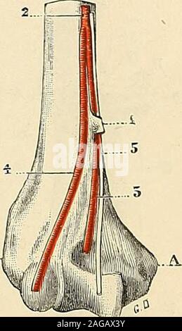 . "Traité d'anatomie humaine: beschreibende Anatomie, Histologie, Développement. te la formation Dune espèce danneau osseux, moitié, moitié, fiberux donnerons auquel nous Le nom ou dorifice anneausus - épitrochléen. Mez Drossel est lhomologue rudimentaire chezlhomme dun Canal osseux, le canal humerai, qui existe Cons-tamment et sur le même Point chez plusieurs marsupiaux, chezquelques Rongeure, chez Un grand Nombre de carnassiers, notam- chez les félins (Chat, Lion). Comme Chez ces derniers, il livrepassage au Nerf médian et Presque toujours Aussi (92 fois sur 100) à une artère, qui est tantôt l Stockfoto