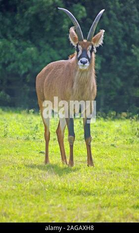 Roan Antilope, Hippotragus Equinus, Afrika Stockfoto