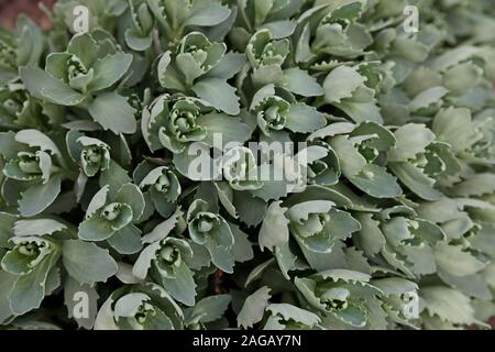 Orpine, Hylotelephium telephium, im frühen Frühling. Stockfoto